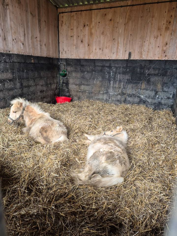 M&acirc;le Shetland pie palomino PP 2025