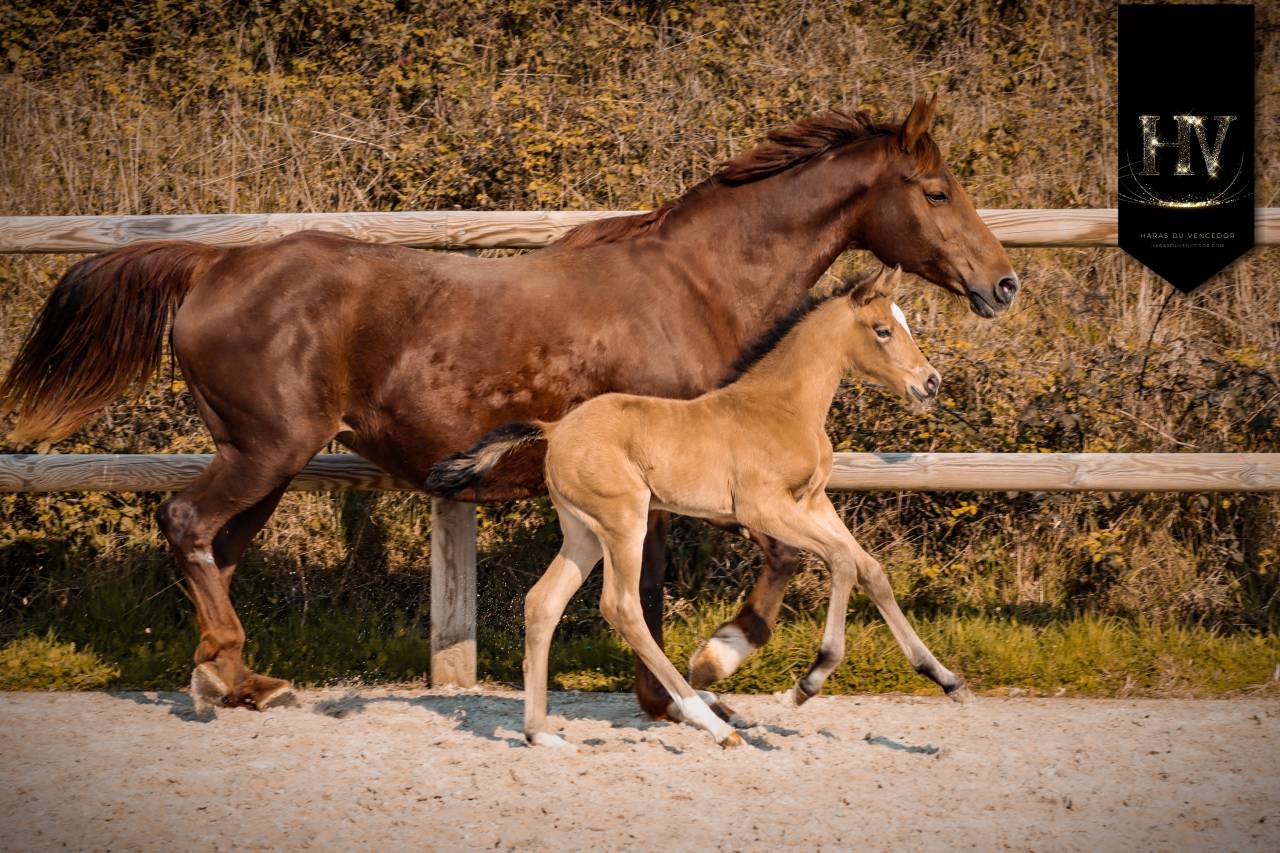 ✨️ Pouliche kwpn Lusitano sport ✨️