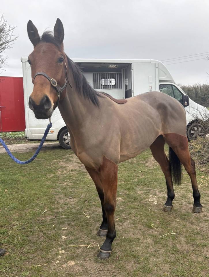 Cheval &agrave; vendre 