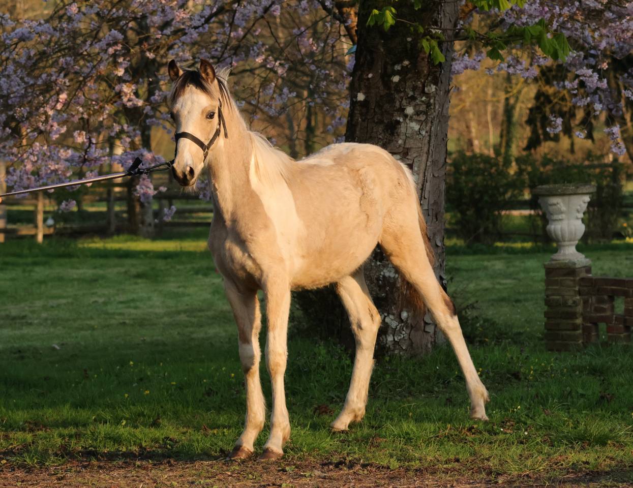 Magnifique poulain d'un an WPB pie isabelle 150-155 cm 