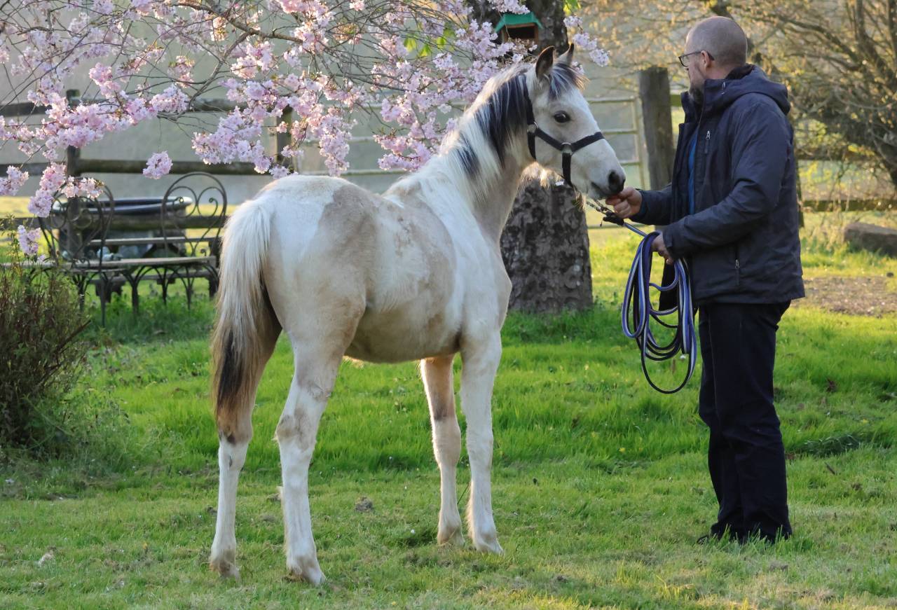 Magnifique poulain d'un an WPB pie isabelle 150-155 cm 