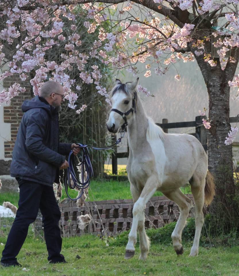 Magnifique poulain d'un an WPB pie isabelle 150-155 cm 