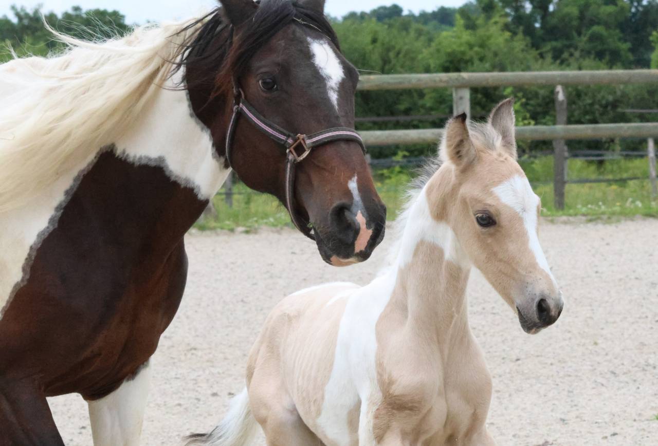 Magnifique poulain d'un an WPB pie isabelle 150-155 cm 