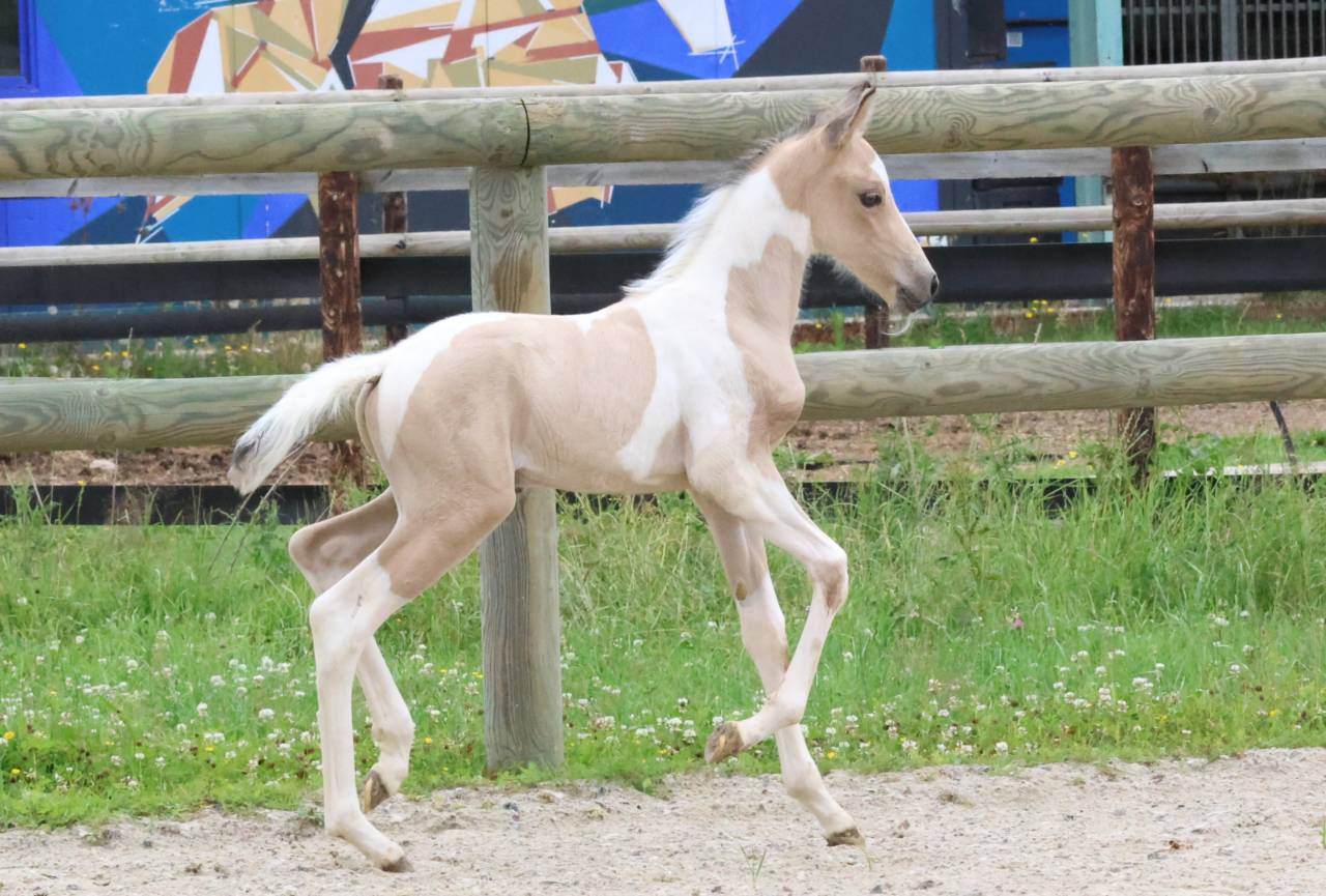 Magnifique poulain d'un an WPB pie isabelle 150-155 cm 