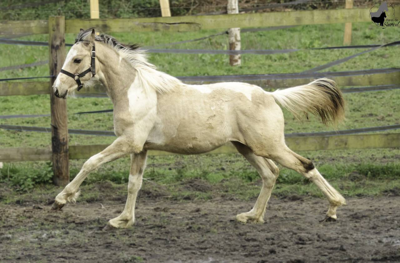 Magnifique poulain d'un an WPB pie isabelle 150-155 cm 