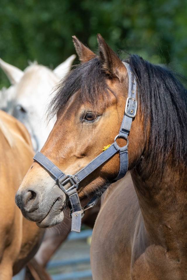 Hongre poney B 6 ans WPB pour CSO