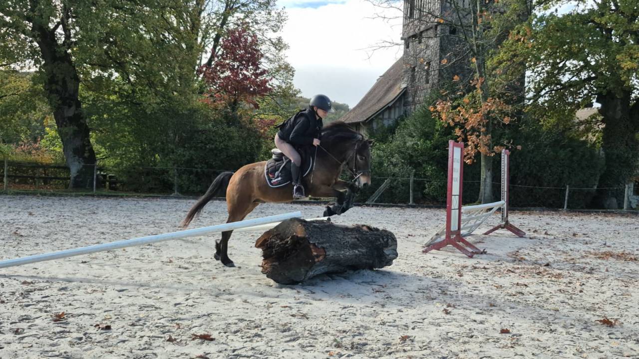 Hongre poney B 6 ans WPB pour CSO