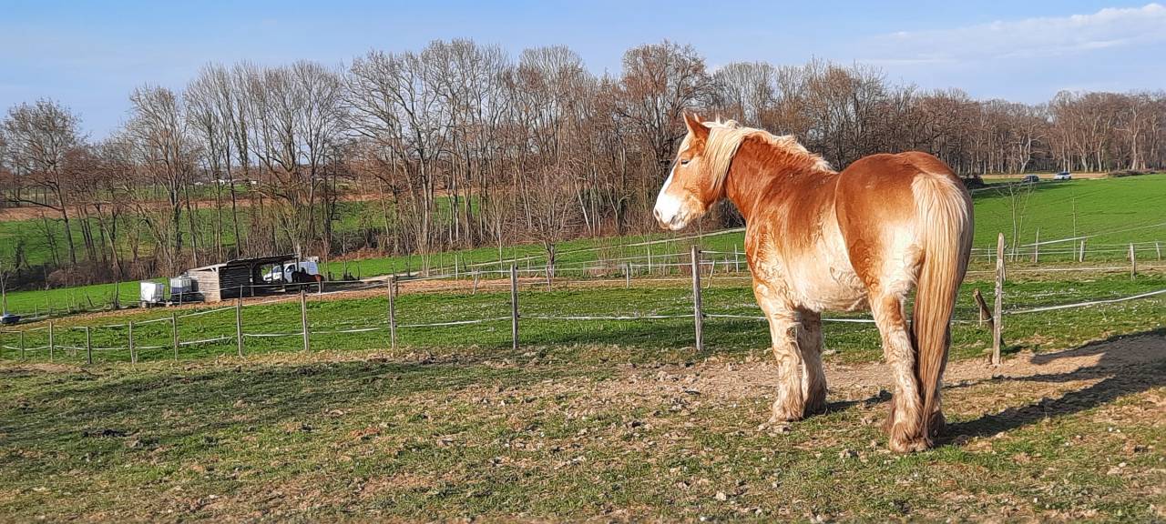 Trait Breton 5 ans et 9 mois