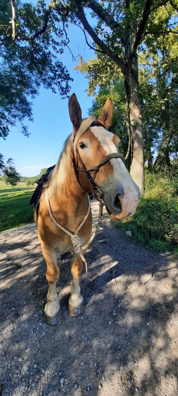 Trait Breton 5 ans et 9 mois