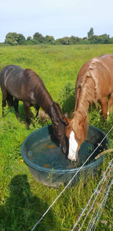 Pouliche de 3 ans joli mod&egrave;le 