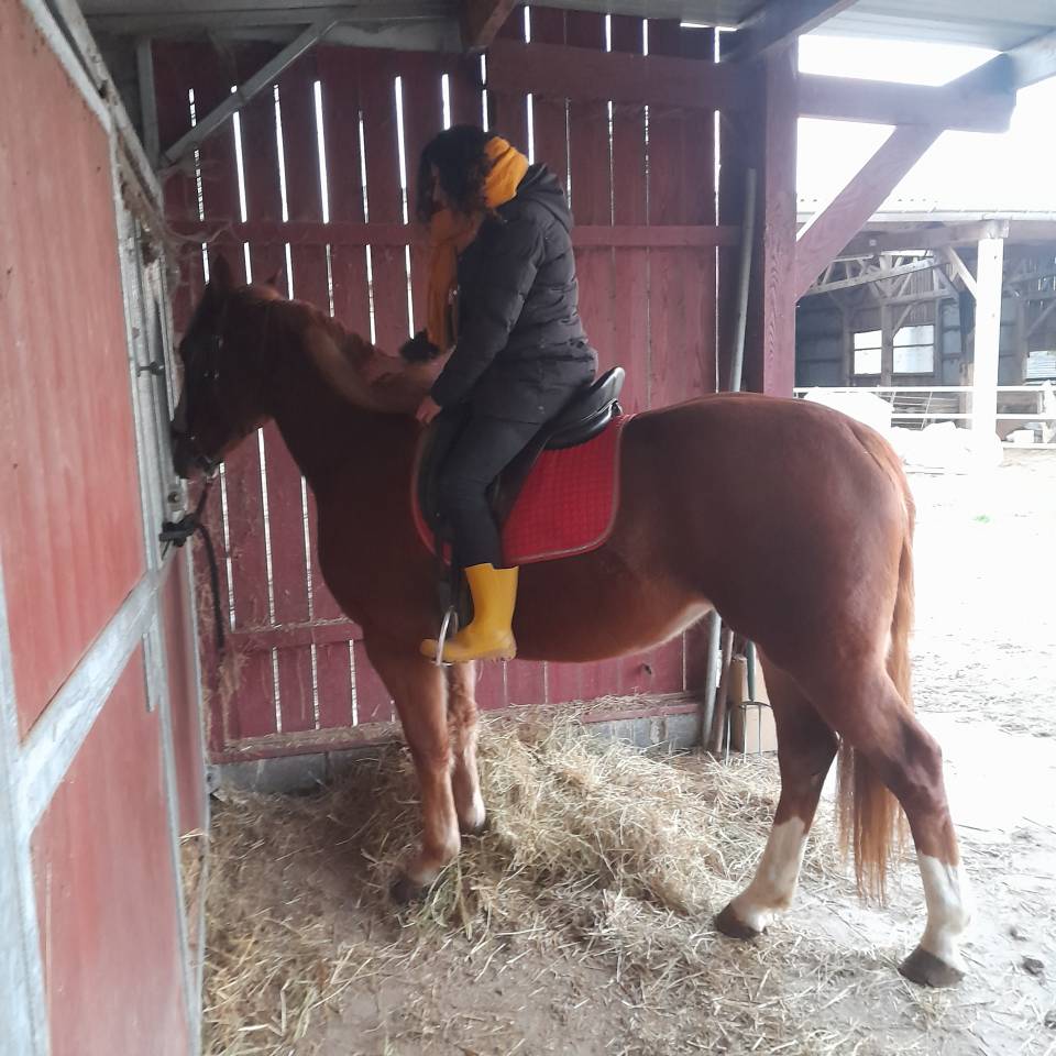 Pouliche de 3 ans joli mod&egrave;le 