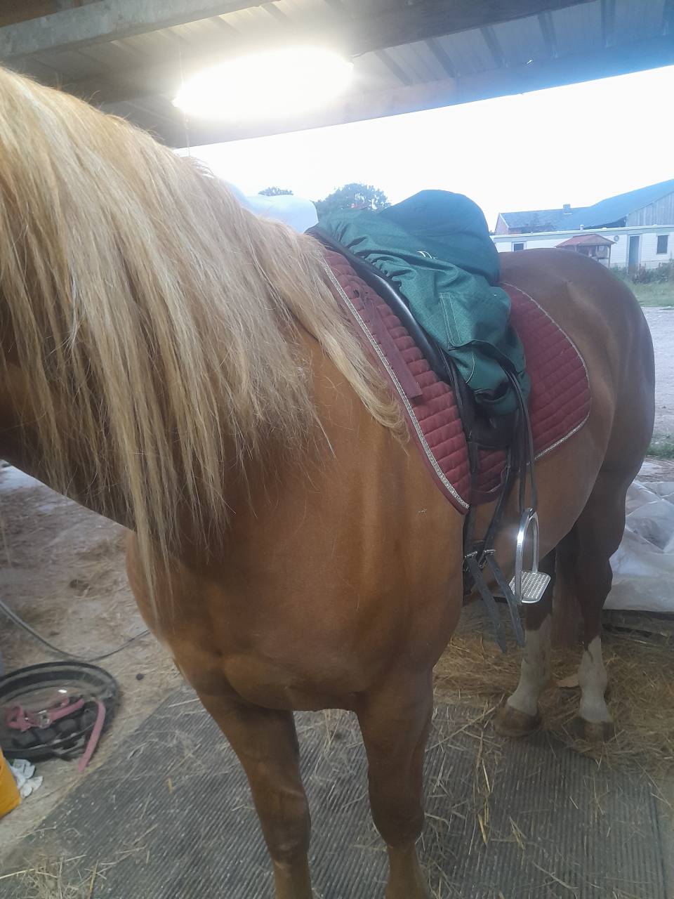 Pouliche de 3 ans joli mod&egrave;le 