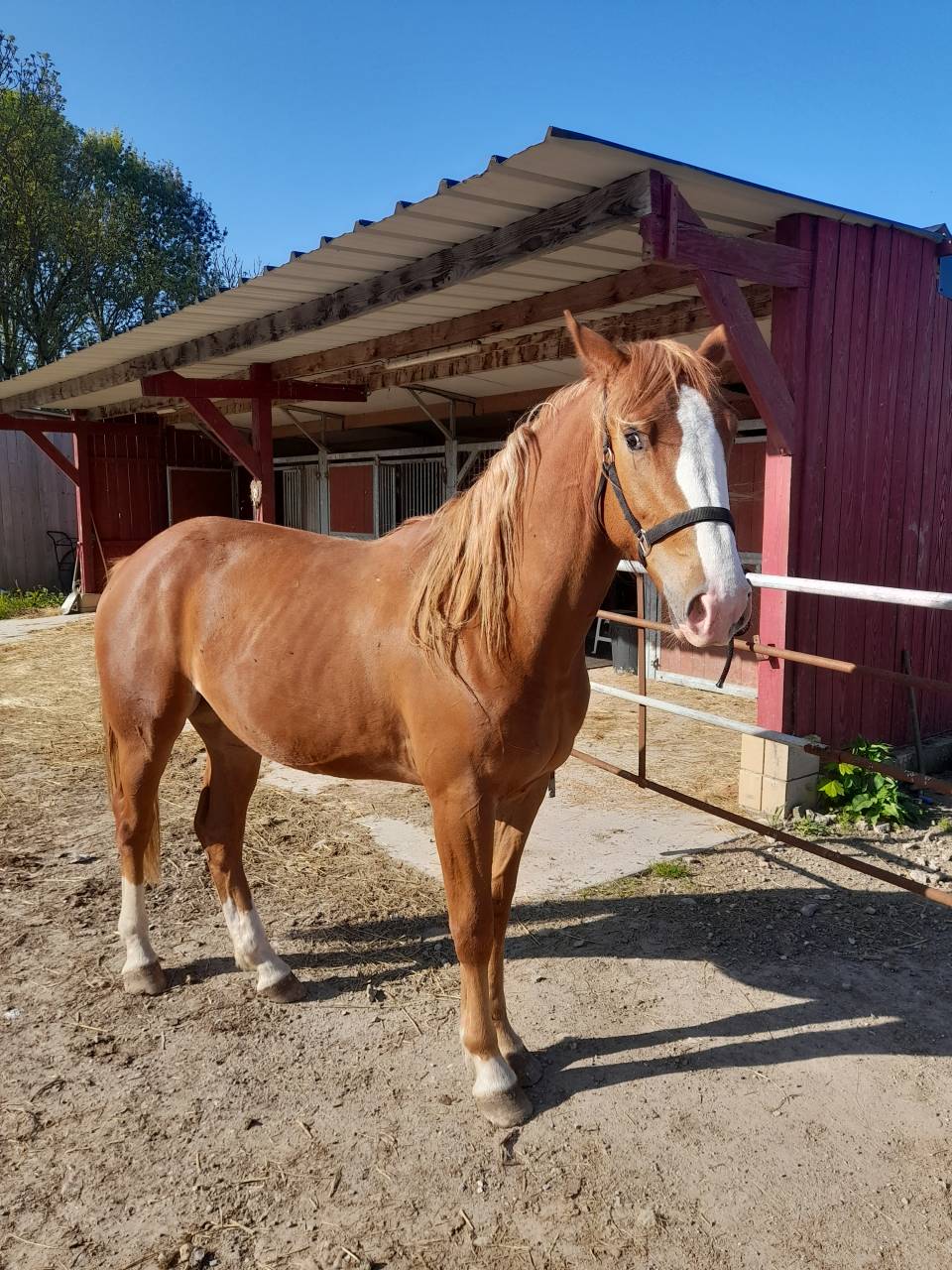 Pouliche de 3 ans joli mod&egrave;le 