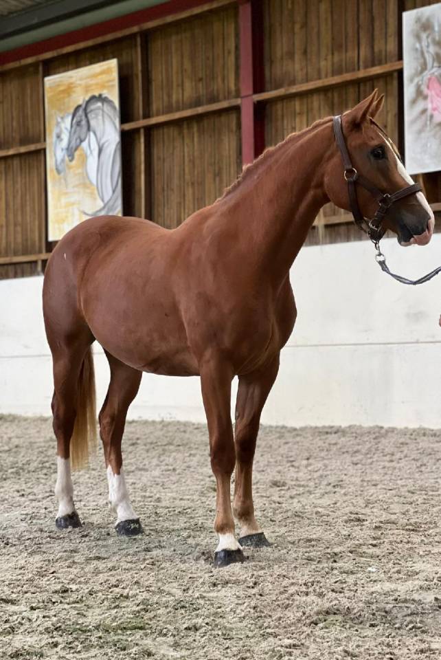 Pouliche de 3 ans joli mod&egrave;le 