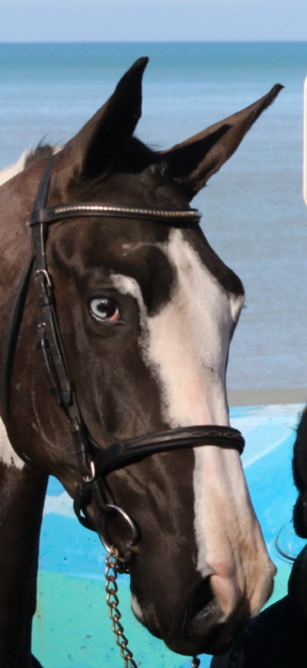 Saillie ETALON Pie-noir homozygote