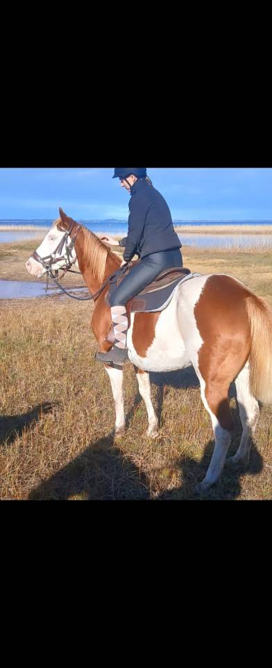 Jument PAINT HORSE APHA &ndash; Lign&eacute;e de Champion &ndash; 6-Panel 