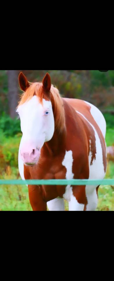 Jument PAINT HORSE APHA &ndash; Lign&eacute;e de Champion &ndash; 6-Panel 