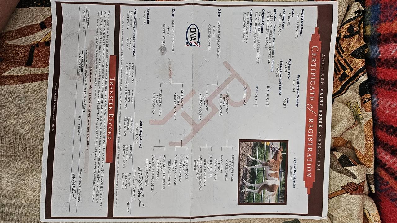 Jument PAINT HORSE APHA &ndash; Lign&eacute;e de Champion &ndash; 6-Panel 