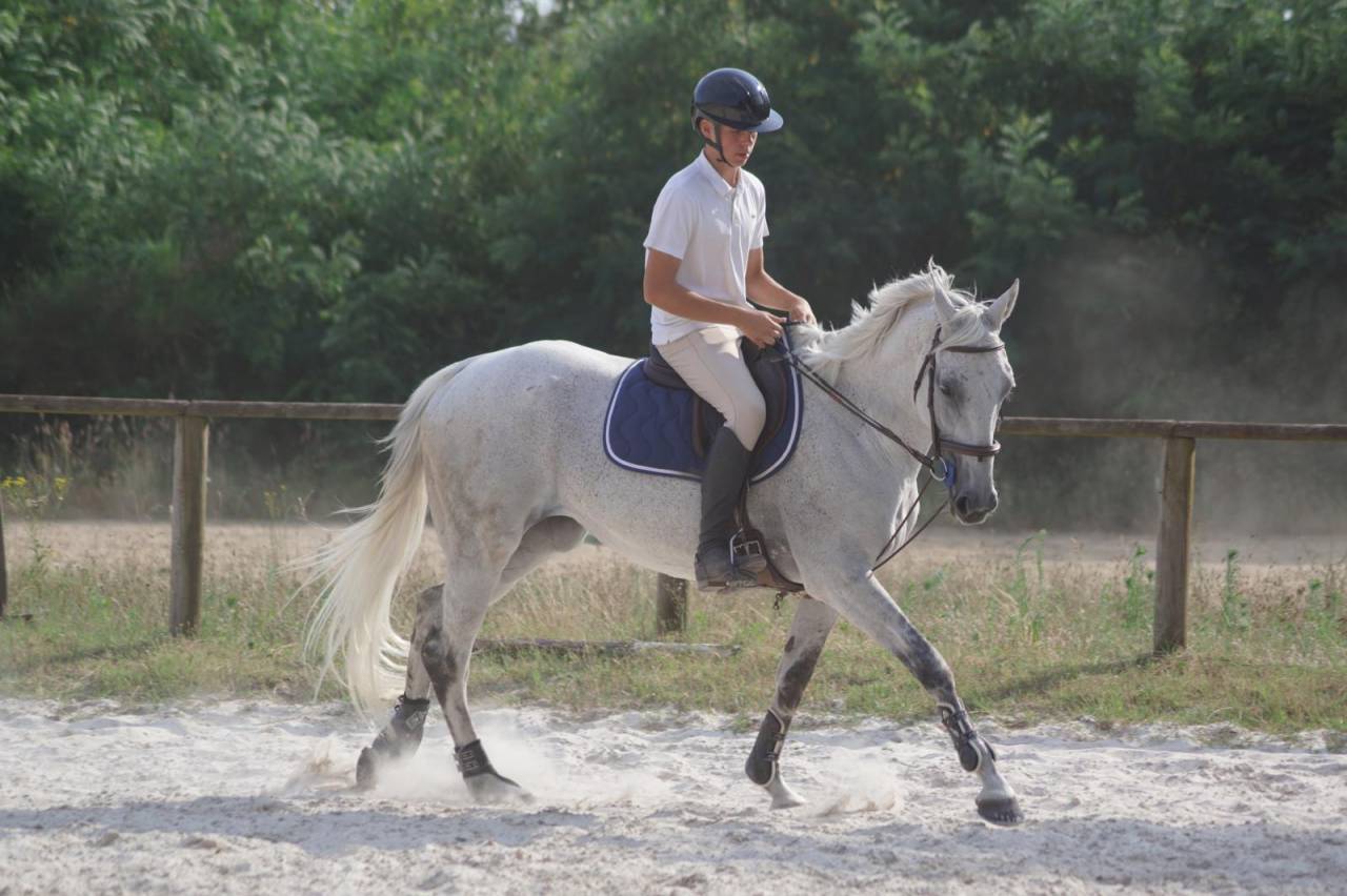 Jument 15ans Demi Sang Anglo Arabe