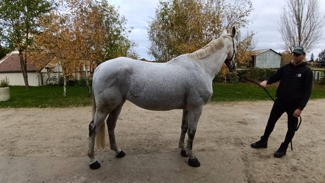 Jument 15ans Demi Sang Anglo Arabe