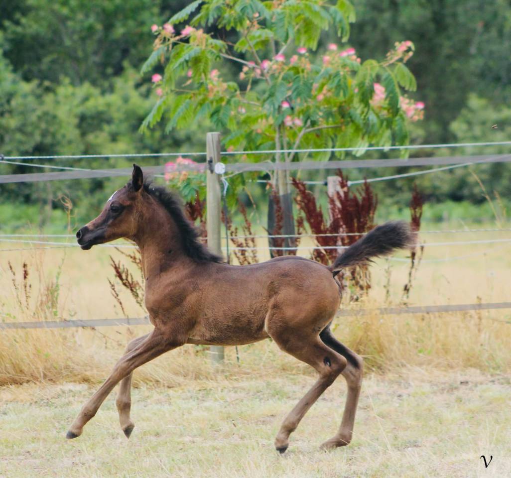 Pur sang arabe noir entier