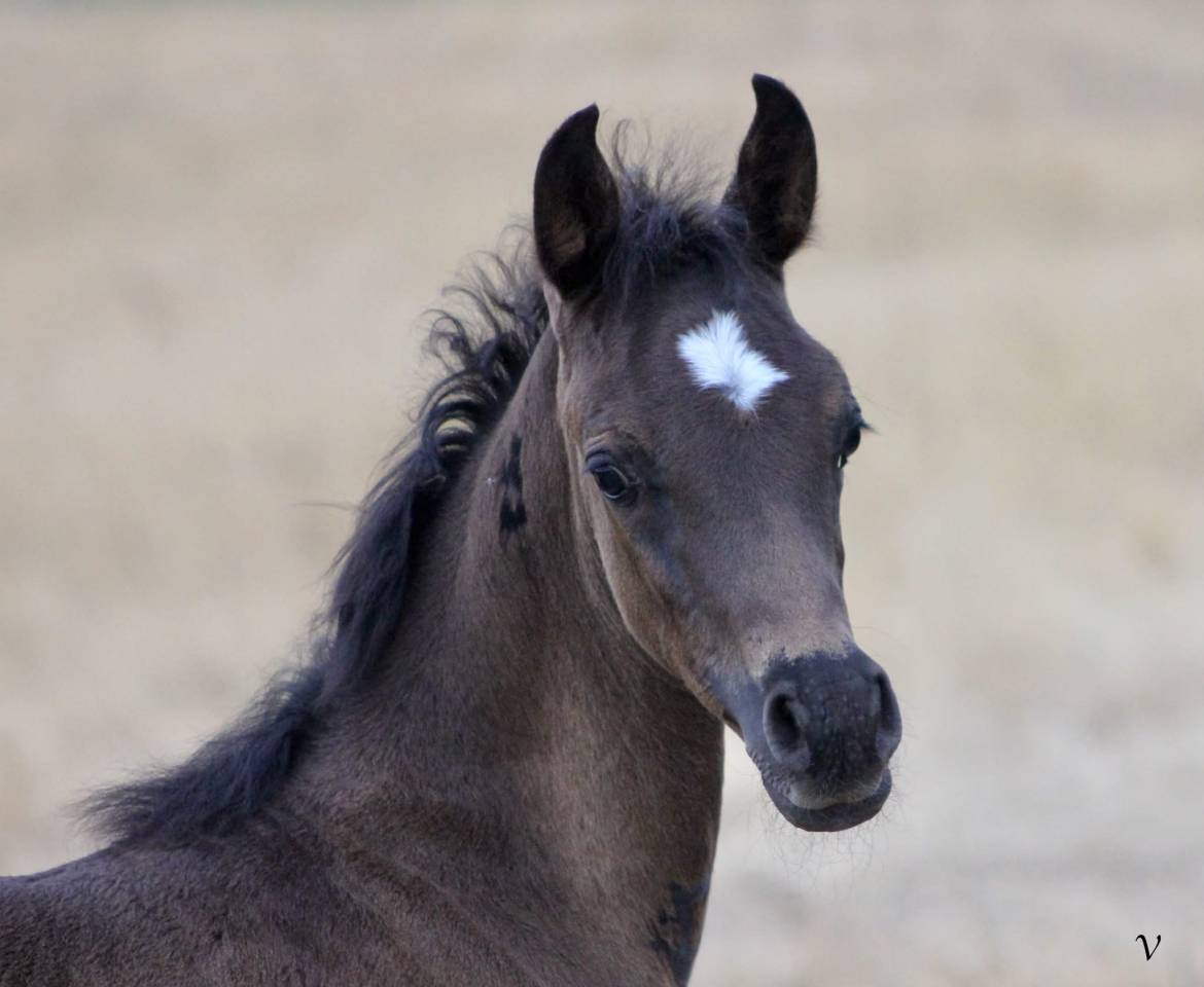 Pur sang arabe noir entier