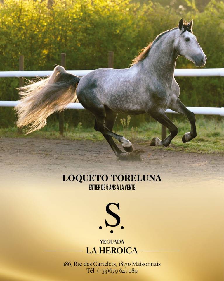 Loqueto Torreluna &ndash; PRE 5 ans &ndash; 1m73 &ndash; 