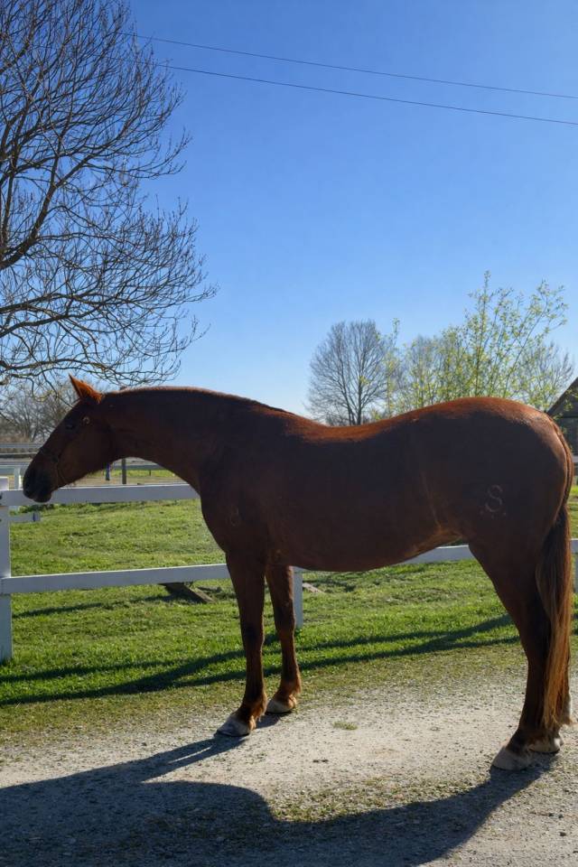 Cattleya LH &ndash; PRE 5 ans &ndash; 1m67 &ndash; Jument au mental excep