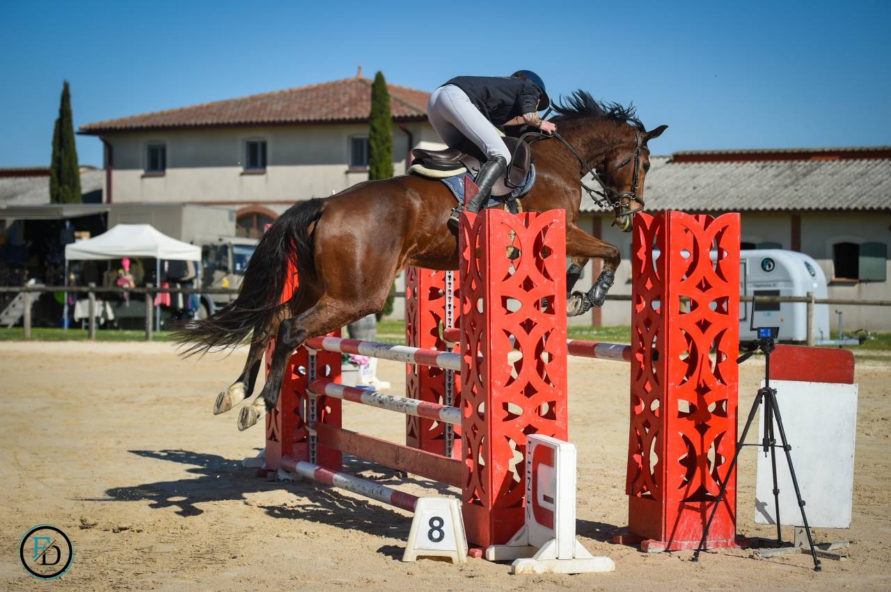 Selle Fran&ccedil;ais 6ans Cso 