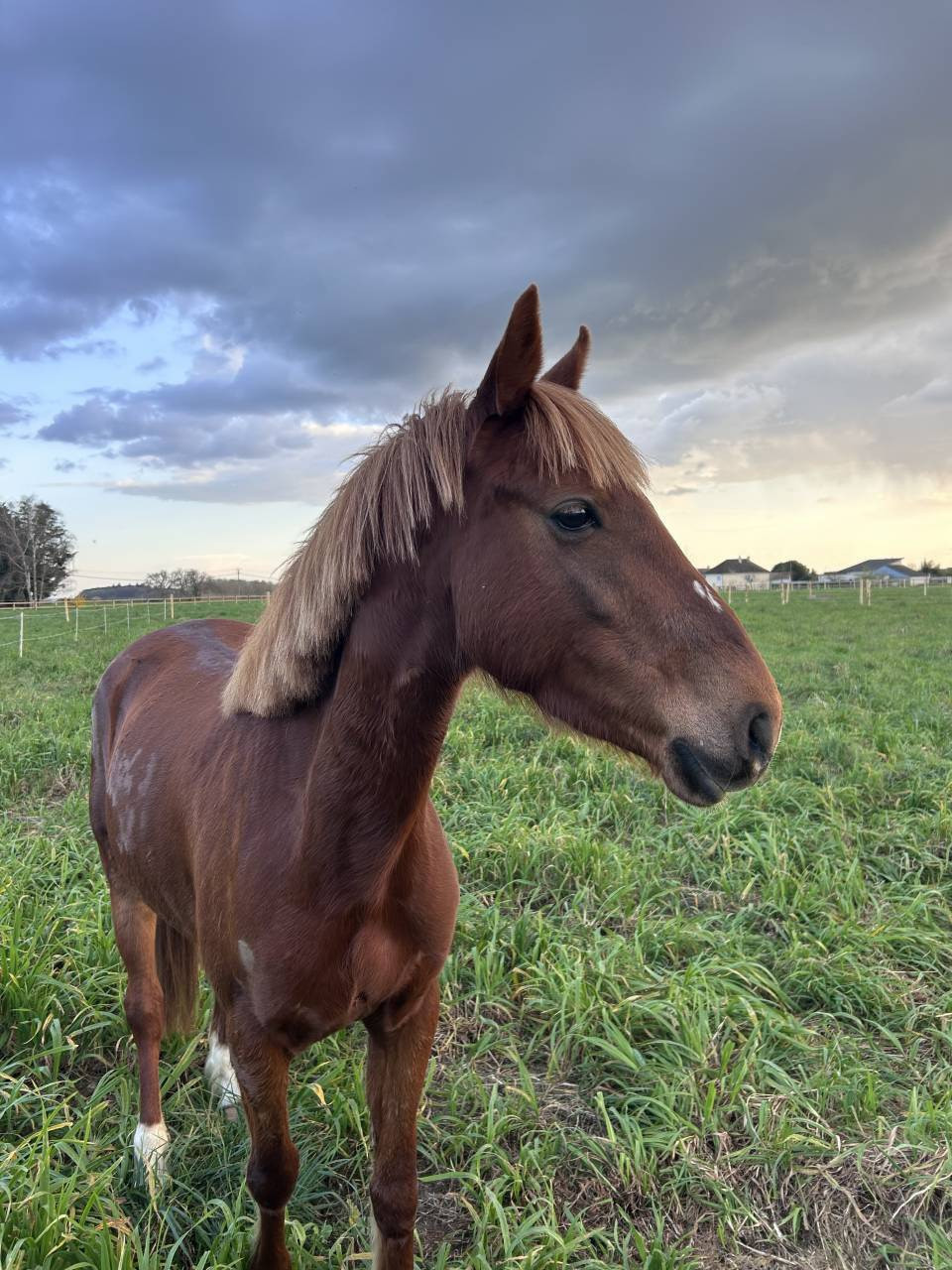 Ponette PFS C