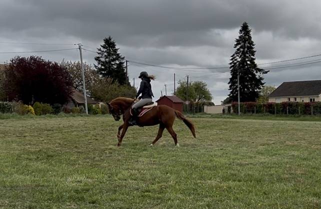 Ponette PFS C