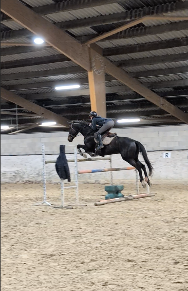 Jument id&eacute;al pour amateur