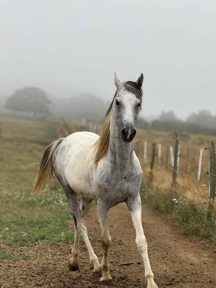 Etalon OC de 2017 porteur pie