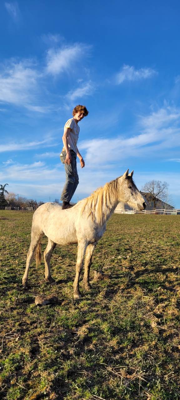 Etalon OC de 2017 porteur pie