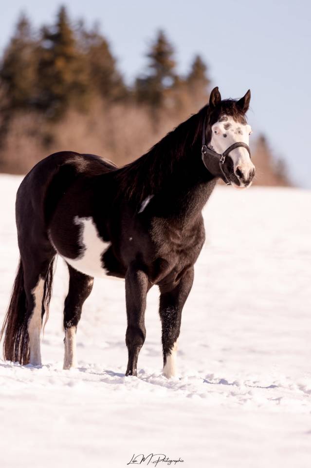 Etalon ph pour saillie 