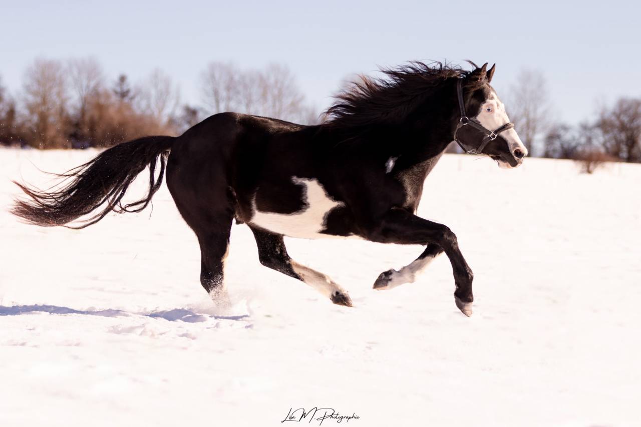 Etalon ph pour saillie 