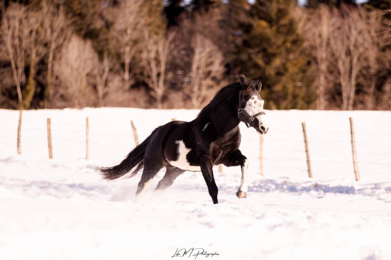 Etalon ph pour saillie 