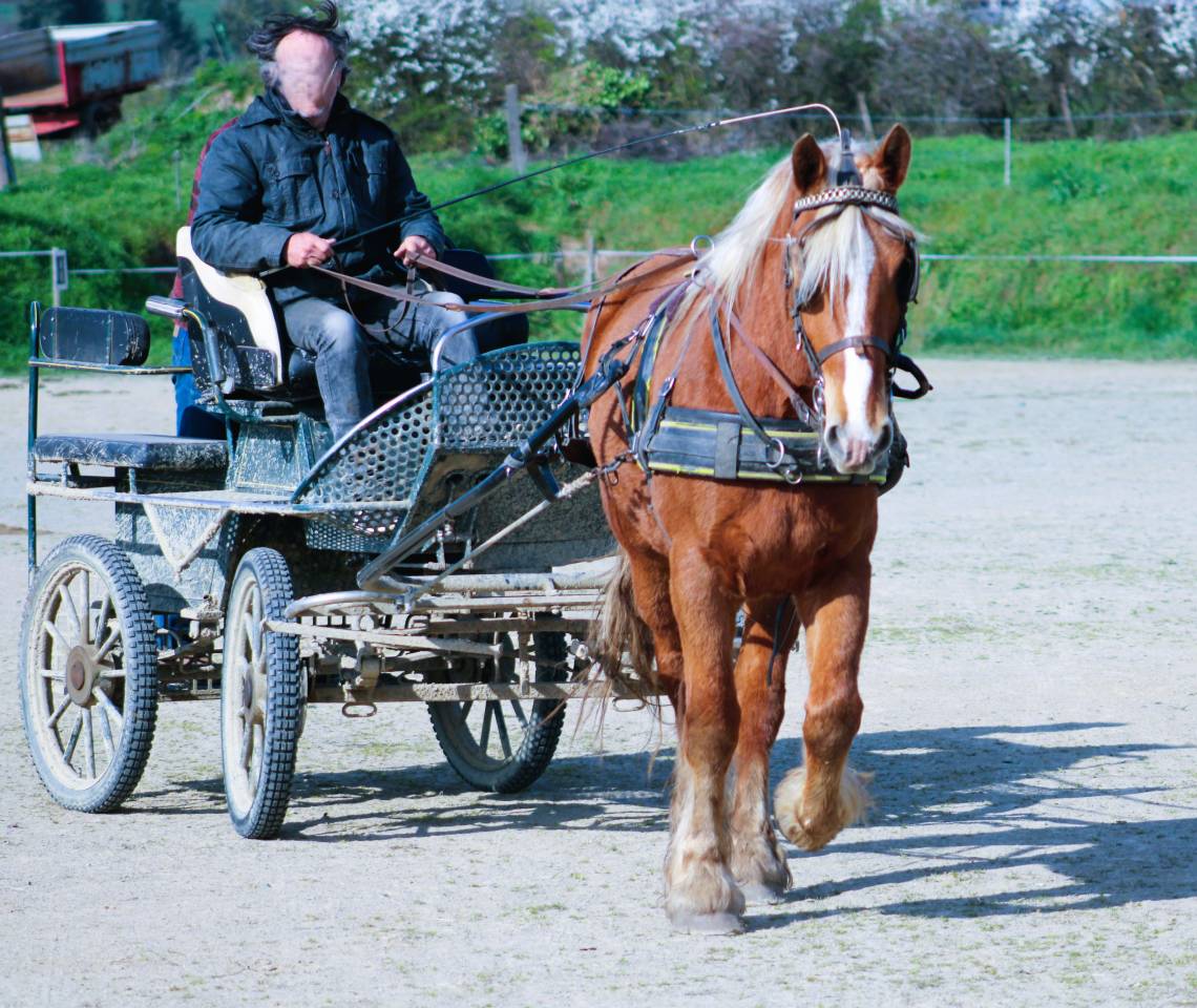 Jument comtoise PP d&eacute;bourr&eacute;e attel&eacute;e et mont&eacute;e