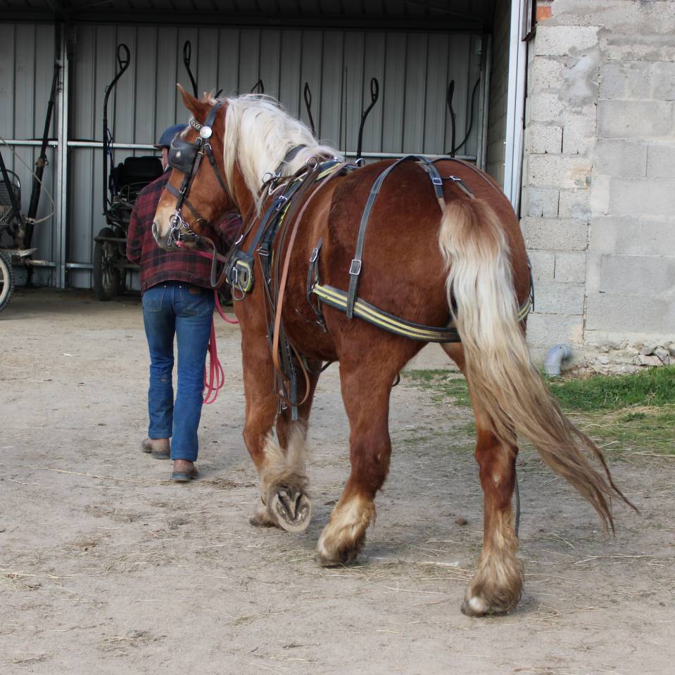 Jument comtoise PP d&eacute;bourr&eacute;e attel&eacute;e et mont&eacute;e