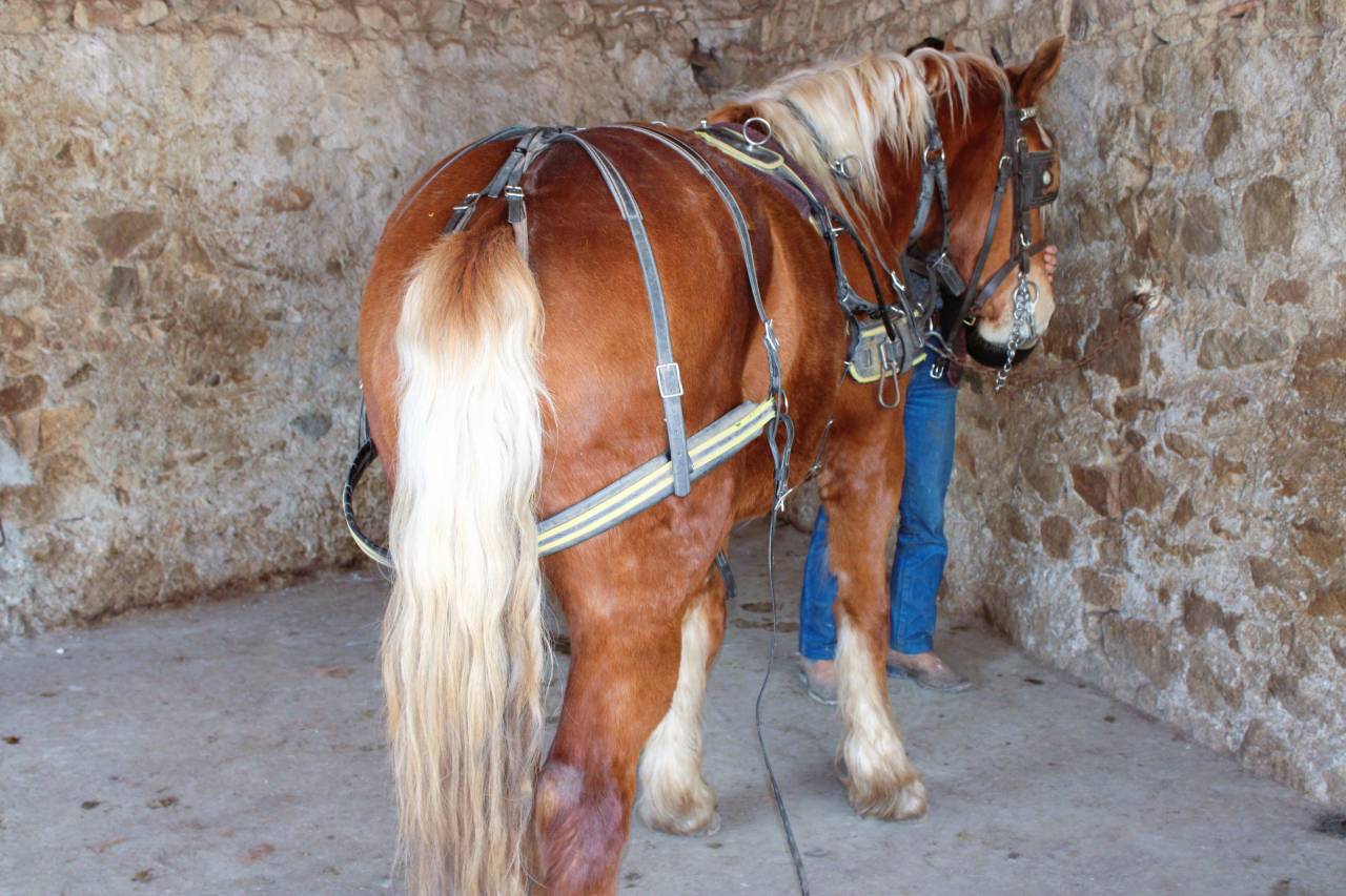 Jument comtoise PP d&eacute;bourr&eacute;e attel&eacute;e et mont&eacute;e