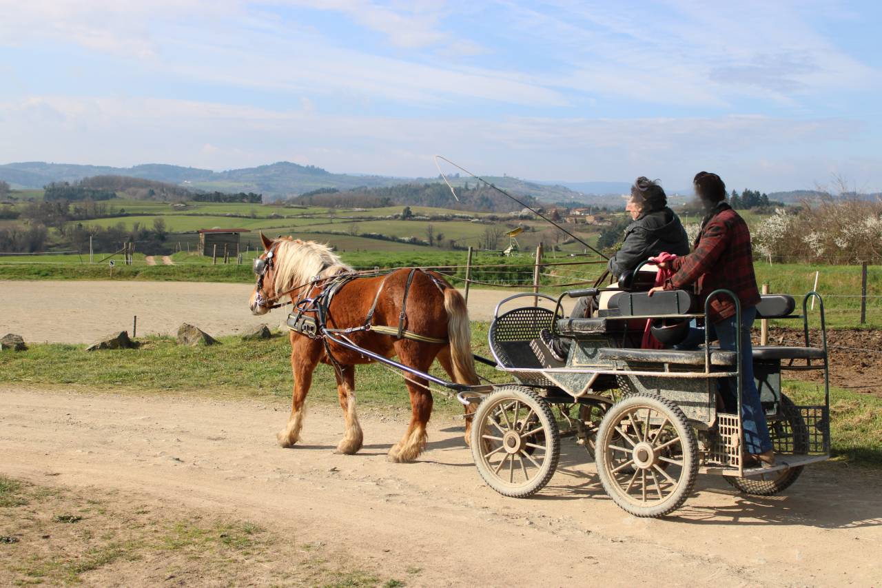 Jument comtoise PP d&eacute;bourr&eacute;e attel&eacute;e et mont&eacute;e