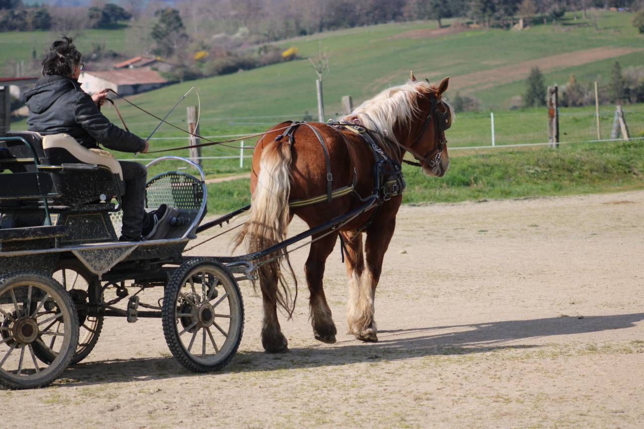 Jument comtoise PP d&eacute;bourr&eacute;e attel&eacute;e et mont&eacute;e