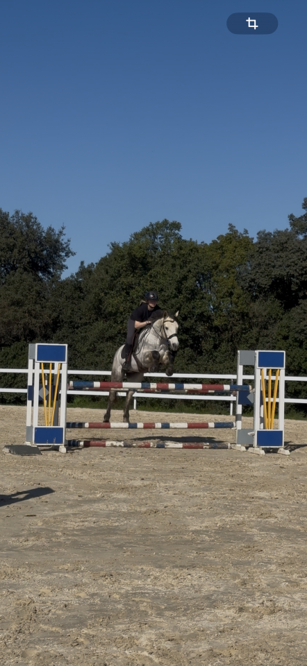 Poney de sport 