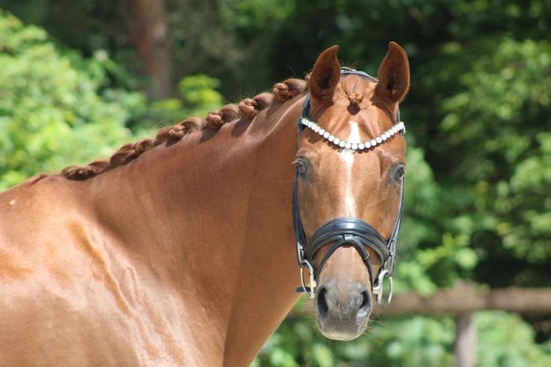 Jument Hannoverienne