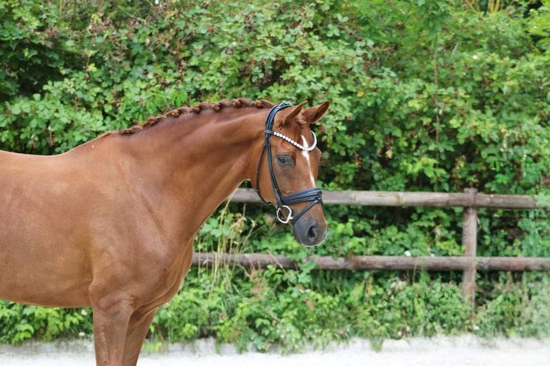 Jument Hannoverienne