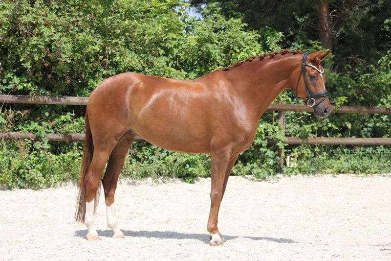 Jument Hannoverienne