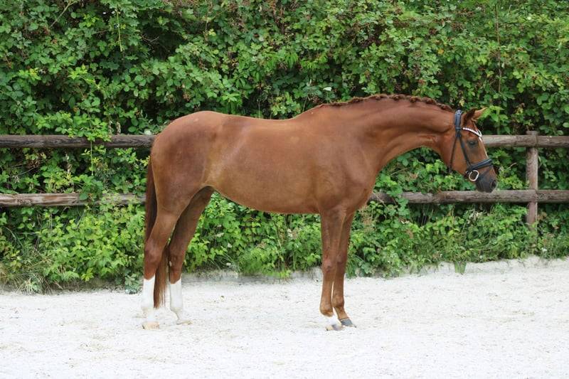 Jument Hannoverienne