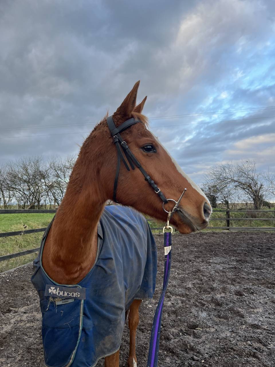 Jument pur sang 5 (2021) 