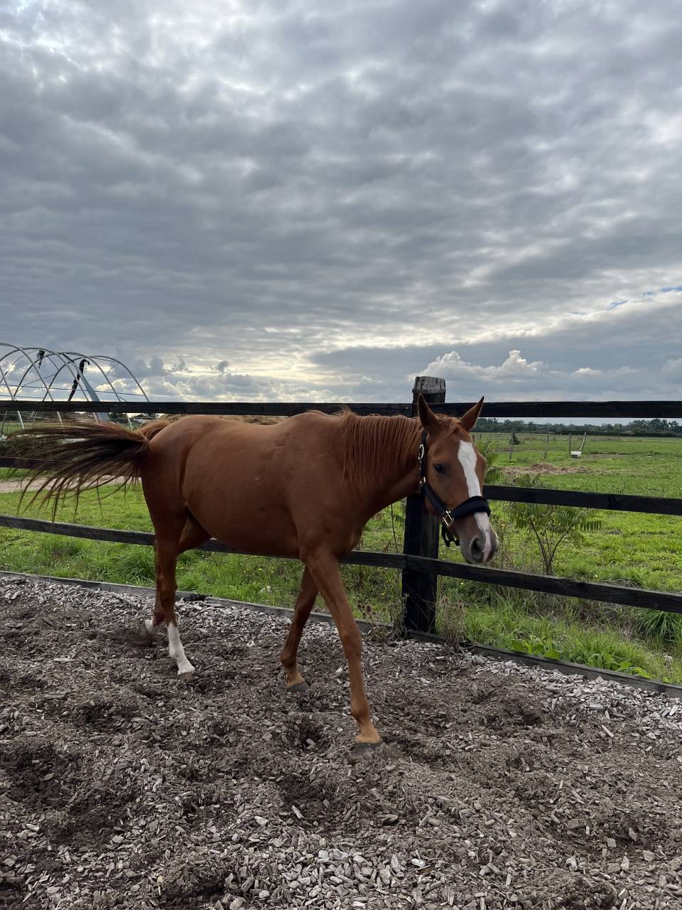 Jument pur sang 5 (2021) 