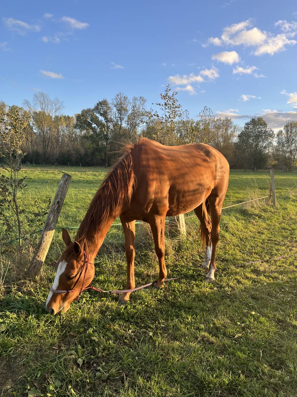 Jument pur sang 5 (2021) 